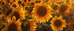 6386_sunflower