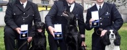 6407_dogs