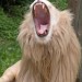6440_0607_lion_roar 6440_0607_lion_roar