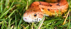 6465_1007_snake