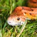 6465_1007_snake 6465_1007_snake