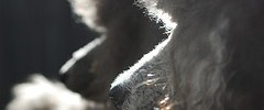 6586_2607_dog 6586_2607_dog