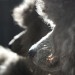 6586_2607_dog