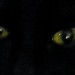 6598_beast 6598_beast