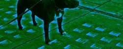 6617_doggie 6617_doggie