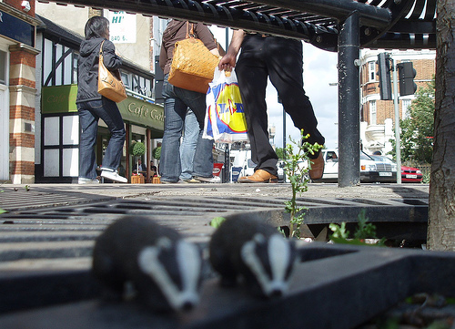 badgers.jpg
