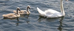 6750_2208_swan 6750_2208_swan