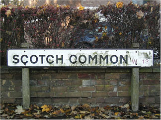 scotchcommon.jpg
