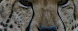 6917_cheetah 6917_cheetah
