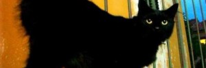 6928_here_kitty_kitty