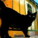 6928_here_kitty_kitty