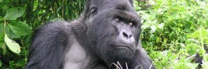 6933_Gorillas_In_Our_Midst