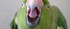6958_pretty_polly