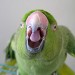 6958_pretty_polly