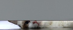 6995_2609.peep 6995_2609.peep