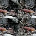 7001_2709.newt