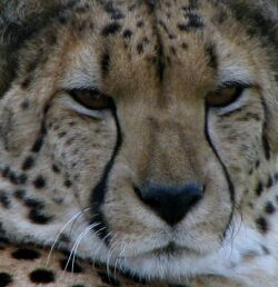 Cheetah