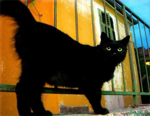 here_kitty_kitty.jpg