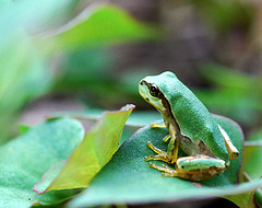 3110.frog.jpg