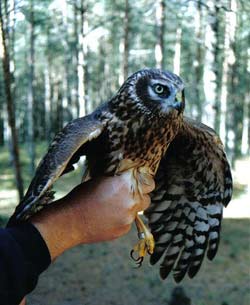 3110_hen.jpg