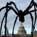 7068_spider 7068_spider