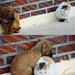 7107_1410.animal 7107_1410.animal