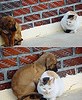 7107_1410.animal 7107_1410.animal