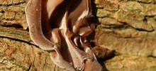 7238_3010_ear 7238_3010_ear