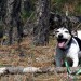 7240_DogLog 7240_DogLog