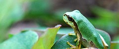 7253_3110.frog 7253_3110.frog