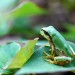 7253_3110.frog
