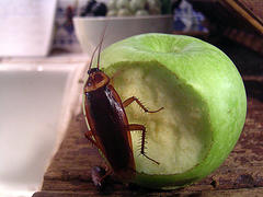 1311.roach.jpg