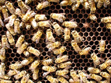 2111_beehive.jpg