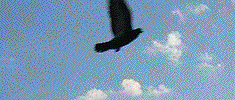 7277_flying