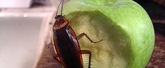 7349_1311.roach