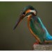 7395_kingfisher 7395_kingfisher