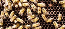 7403_2111_beehive 7403_2111_beehive