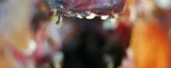 7423_feral-pig