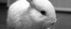 7447_bunny