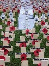 poppies%283%29.jpg