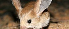 7546_jerboa
