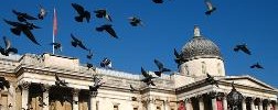 7608_pigeons