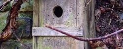 7609_SparrowsInLondon