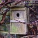 7609_SparrowsInLondon