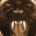 7665_leopard-head 7665_leopard-head