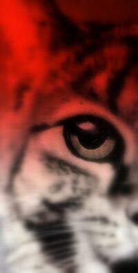 Cat's eye