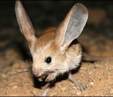 jerboa.jpg