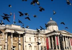 pigeons.jpg