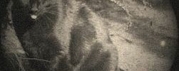 7698_black-cat 7698_black-cat