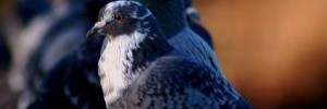 7783_PigeonsFetchGoodPrice 7783_PigeonsFetchGoodPrice